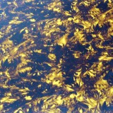 Pickguard Rohmaterial 3-lagig  30 x 30 cm Marble Yellow